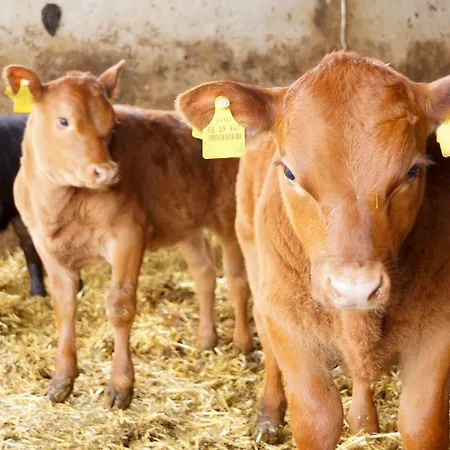 Simmernhof Mossendorf Hotel Burglengenfeld